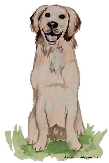 Dibujo de golden retriever 