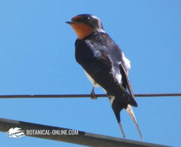 golondrina común