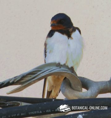 golondrina común