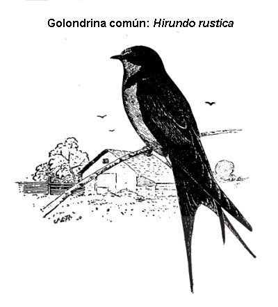 golondrina