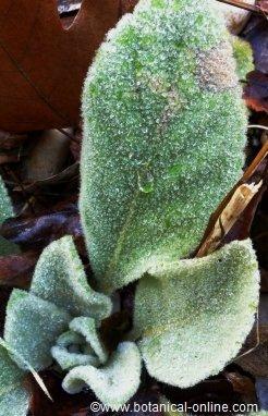 Fotografía de hoja de gordolobo