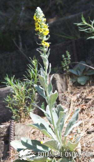 Gordolobo verbascum thapsus porte general planta