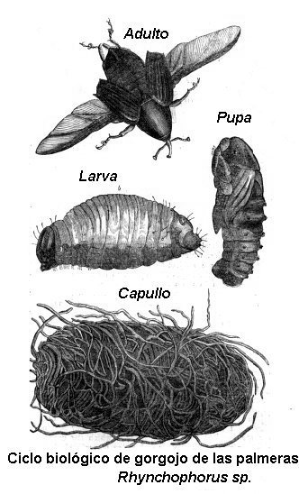 metamorfosis gorgojo de las palmeras