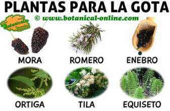 hierbas y plantas medicinales para el tratamiento natural gota