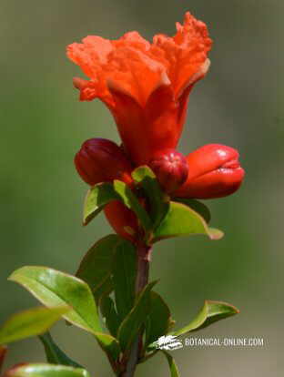 Flores y hojas del granado 