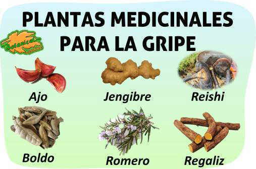 Plantas Y Remedios Naturales Para Recuperarse De La Gripe