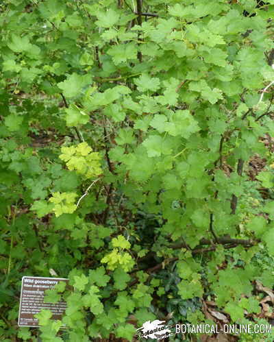  grosellero ribes divaricatum