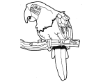 Dibujo de Guacamayo para colorear