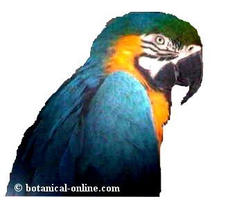 Guacamayo azulamarillo