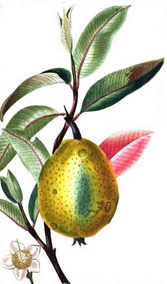 Características del guayabo, árbol de la guayaba – Botanical-online