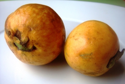 guayaba guava