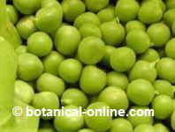 guisantes con mucha vitamin B2 o riboflavina