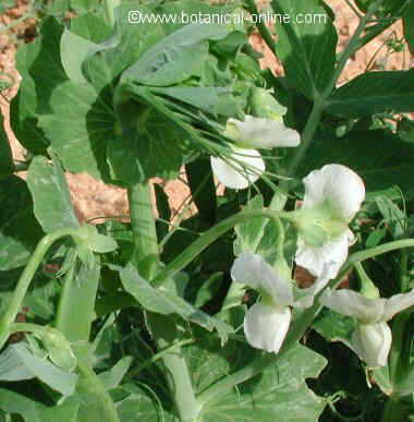 guisantes blancos