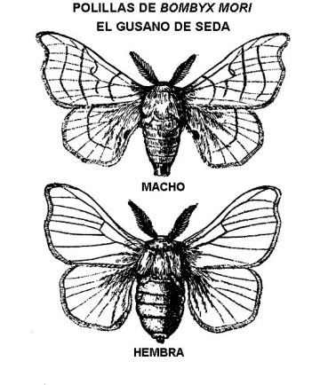 polilla bombyx mori