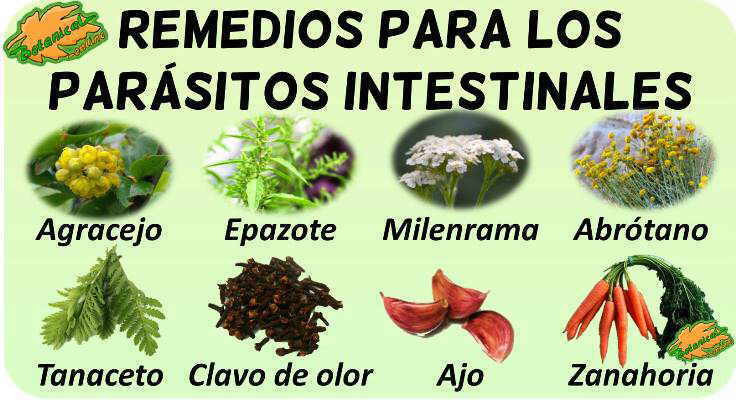 remedios naturales con plantas medicinales tratamiento natural gusanos lombrices intestinales tenia diarrea