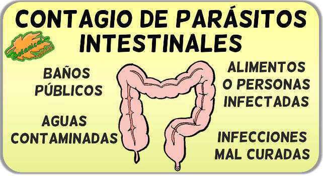 gusanos parasitos intestinales causas contagio