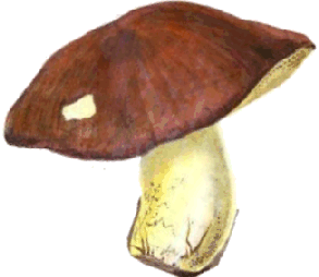 grifola Gyroporus castaneus seta