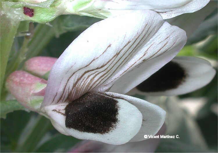 Foto de flor de haba