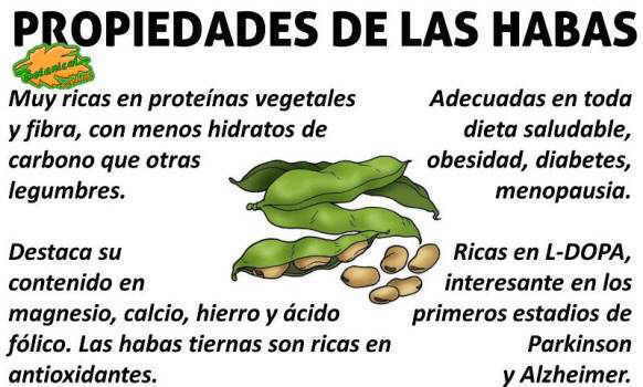 propiedades y beneficios de las habas tiernas o habichuelas