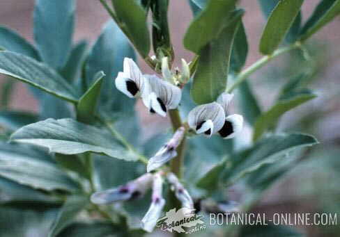 flor planta habas