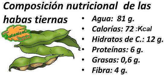 composicion nutricional de las habas tiernas