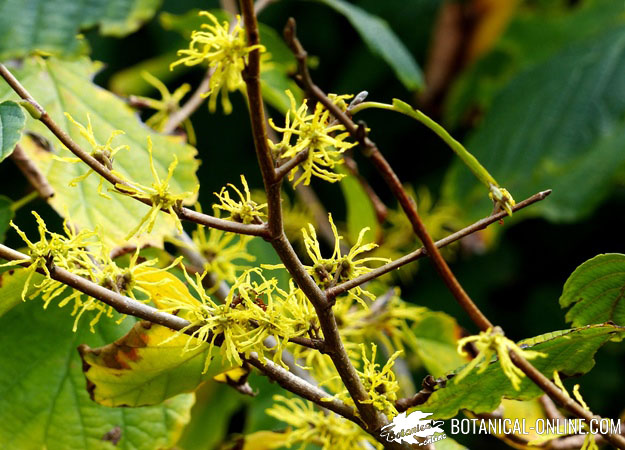 Hamamelis arbol flores