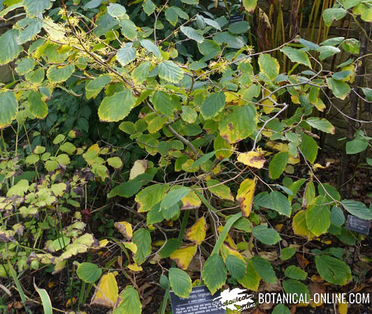 Hamamelis arbol flores