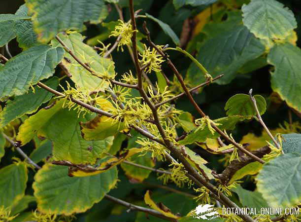 Hamamelis arbol flores