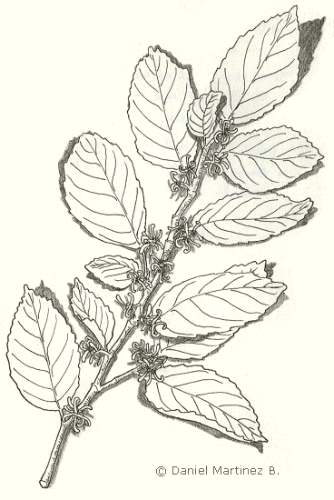 Dibujo de hamamelis