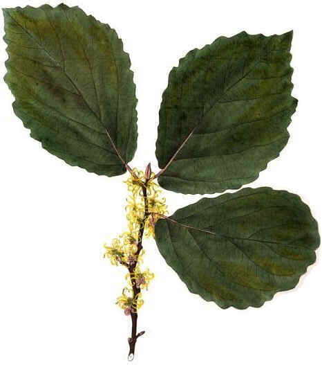 Hamamelis