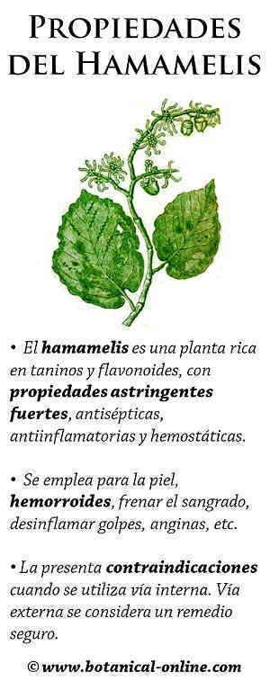 Propiedades del hamamelis