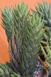 Haworthia coarctata