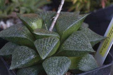 Haworthia