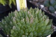 Haworthia cymbiformis