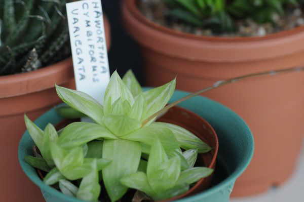 Haworthia cymbiformis variegata