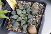 Haworthia emelyae