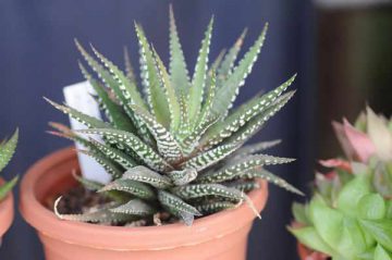 Haworthia fasciata