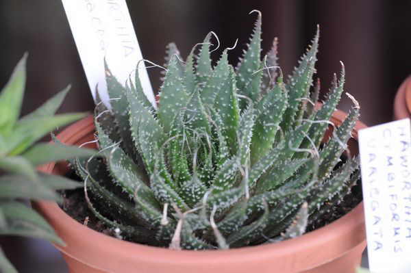 Haworthia herbacea
