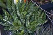 Haworthia pumila