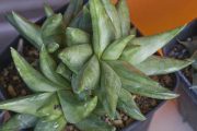 Haworthia scabra