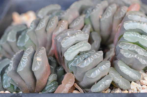 Haworthia truncata