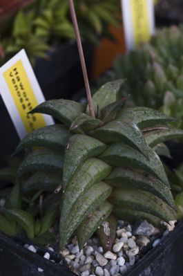 Haworthia venosa