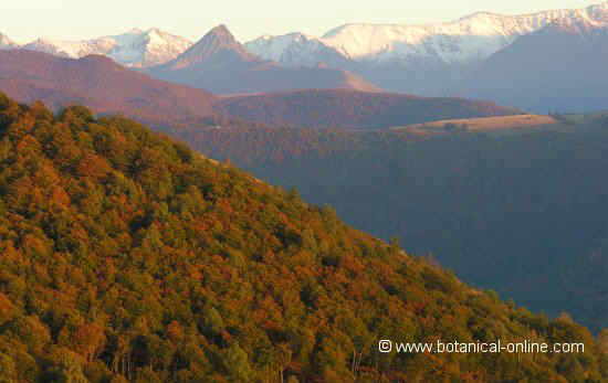 hayedo otoño