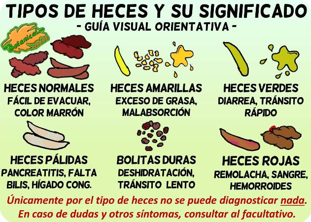 Porque el color de las heces es amarillo