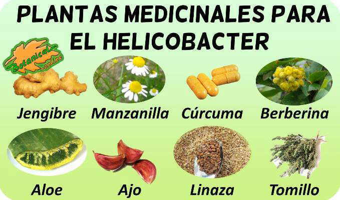 Plantas Medicinales Para Luchar Contra El Helicobacter Pylori