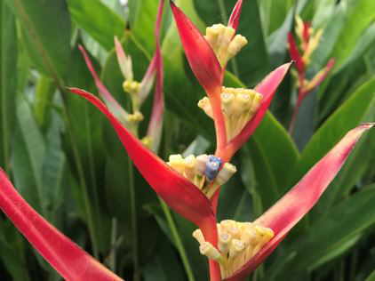 heliconia