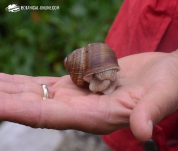 helix pomatia