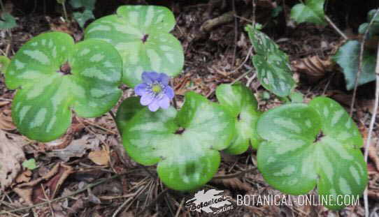 poblacion de hierba hepatica