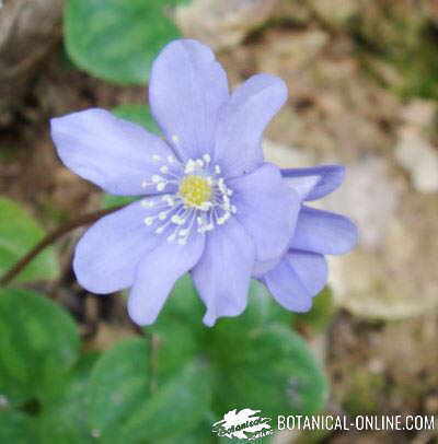 poblacion de hierba hepatica