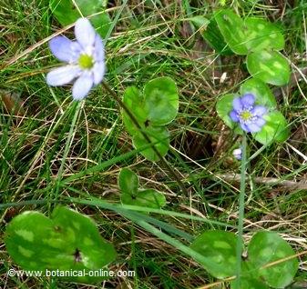 flower liverleaf